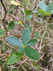 Berberis laurina