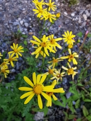 Senecio squalidus rupestris