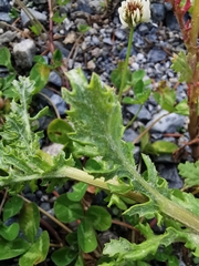 Senecio squalidus rupestris