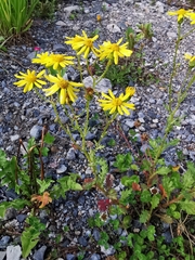 Senecio squalidus rupestris