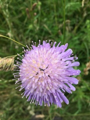 Knautia arvensis