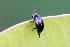 Mordella lunulata
