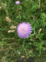 Knautia arvensis