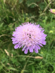 Knautia arvensis