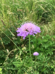 Knautia arvensis