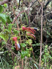 Siphocampylus ecuadoriensis