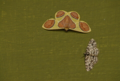 Plutodes pseudocyclaria