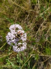 Bombus lapponicus