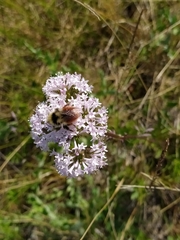 Bombus lapponicus