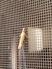 Fissicrambus profanellus