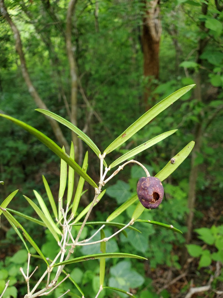 Noronhia spinifolia