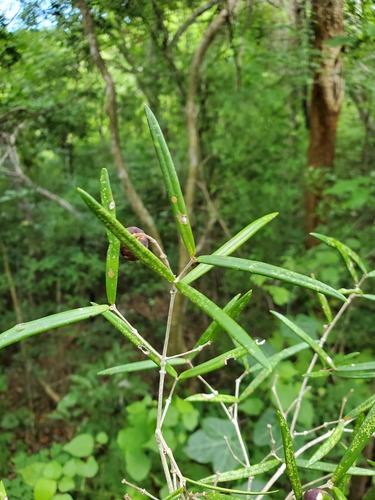 Noronhia spinifolia image