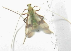 Stenochironomus
