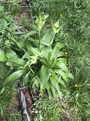 Gentiana purpurea
