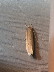 Limnaecia phragmitella