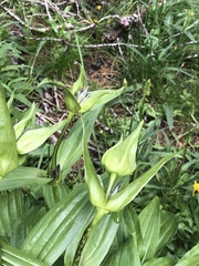 Gentiana purpurea