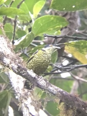 Ampelioides tschudii