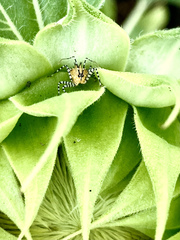 Pselliopus cinctus