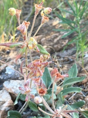 Eriogonum flavum