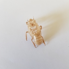 Cicada orni
