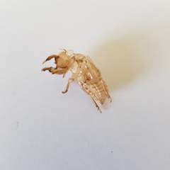 Cicada orni