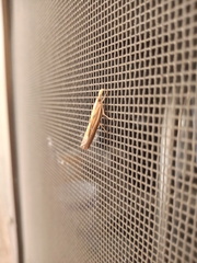 Fissicrambus profanellus