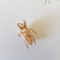 Cicada orni