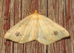 Macaria ribearia