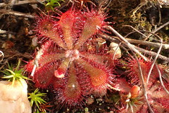 Drosera aliciae