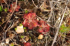 Drosera aliciae