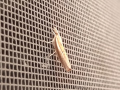 Fissicrambus profanellus