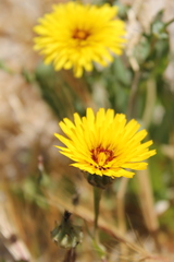 Reichardia