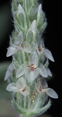 Plantago hookeriana