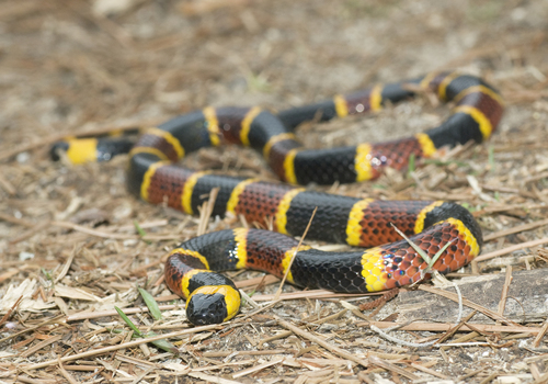 Eastern Coral Snake (aka Harlequin Coral Snake) (Venomous And Non ...