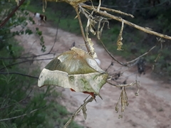 Charaxes varanes varanes
