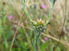 Filago germanica