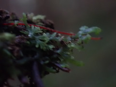 Riccardia chamedryfolia