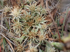 Eryngium armatum