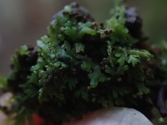 Riccardia chamedryfolia