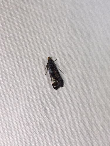 Shining Dichomeris Moth photo 5