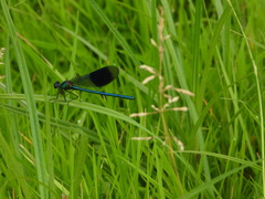 Calopteryx splendens