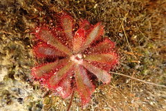Drosera aliciae
