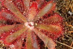 Drosera aliciae