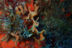 Pentapora