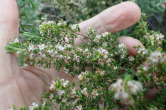 Erica hispidula