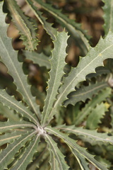 Banksia baueri