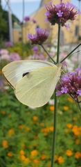 Pieris brassicae