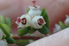 Erica hispidula