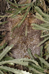 Banksia baueri