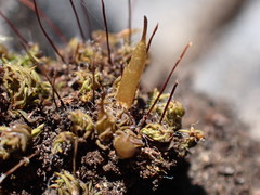 Encalypta rhaptocarpa